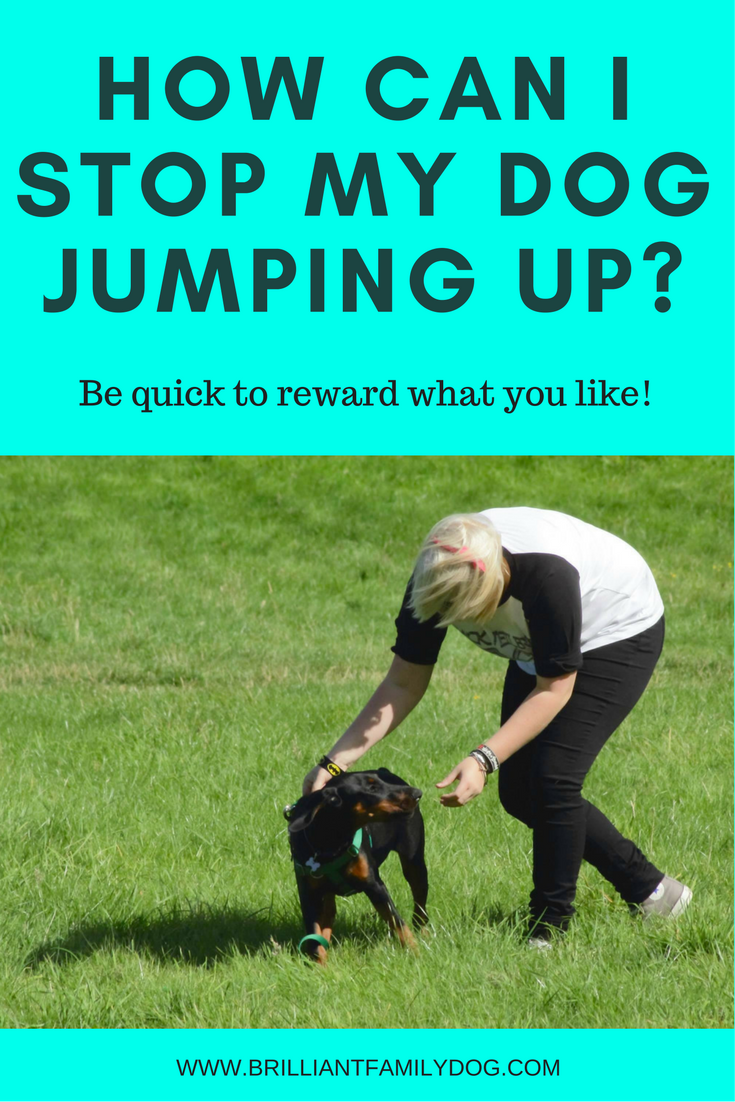 How can I stop my dog jumping up?