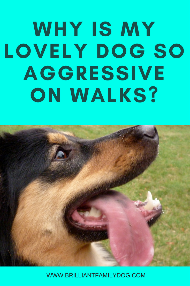 Why is my lovely dog so aggressive on walks?