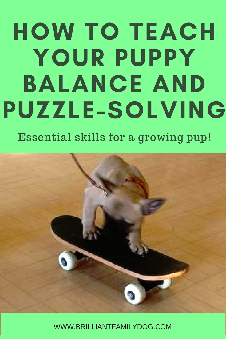 How to teach your puppy balance and puzzle-solving