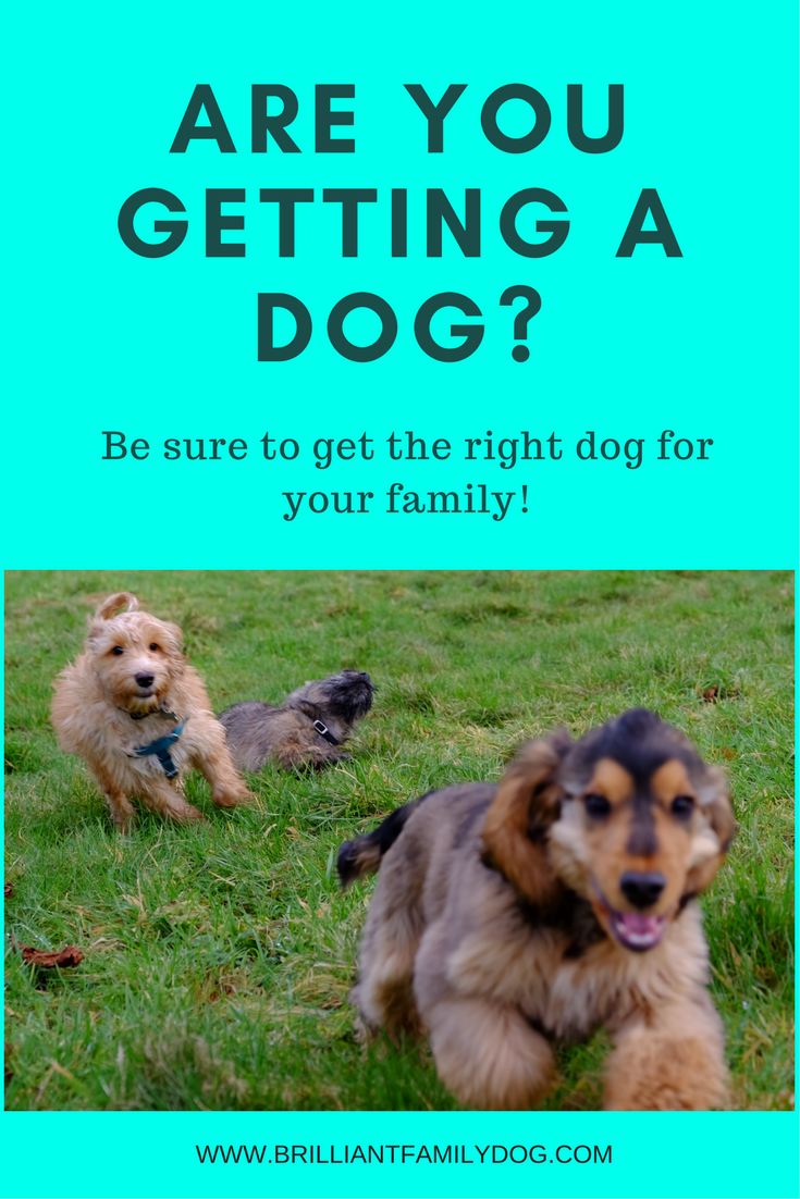 How to choose the right dog for your family