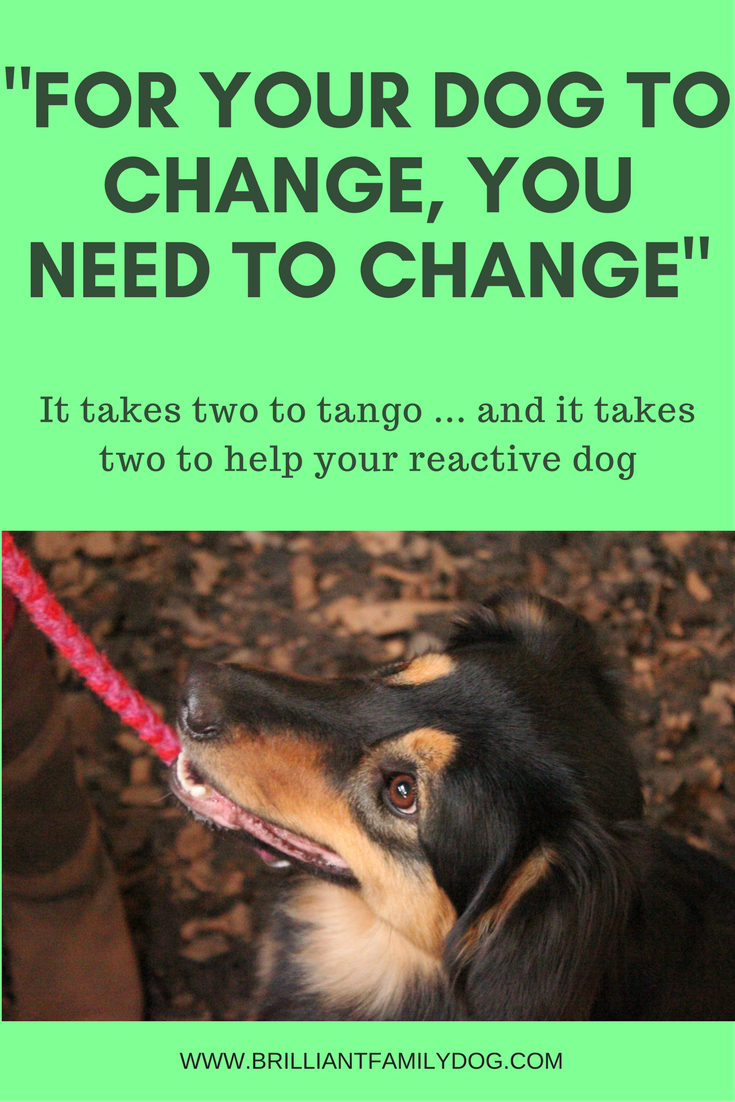 For your dog to change you need to change