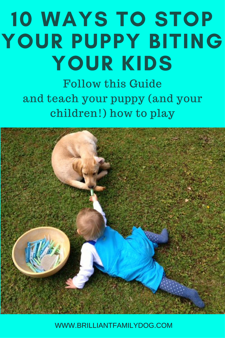 How to get your puppy to stop biting your feet 10 Ways To Stop Puppy Biting Brilliant Family Dog