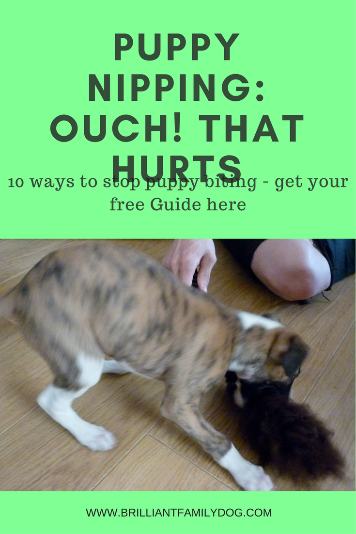 10 ways to stop puppy nipping