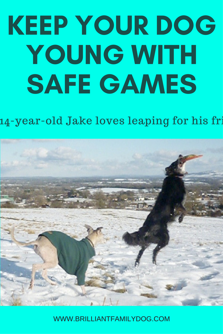 Keep your dog young with safe games