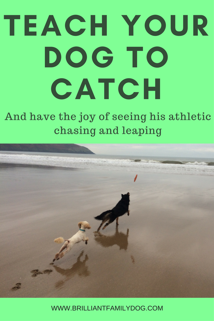Teach your dog how to catch