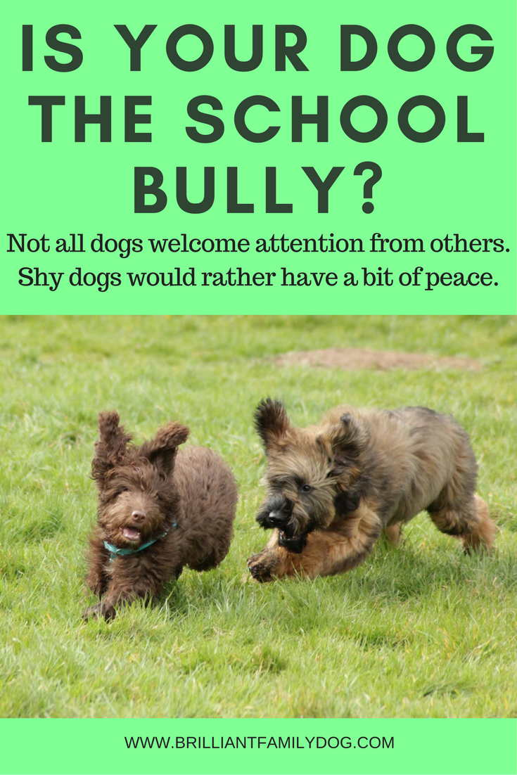 Is your dog the school bully?