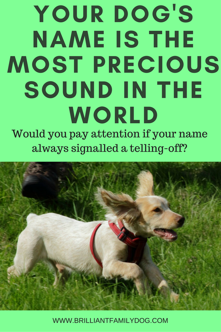 Your dog’s name is the most precious sound in the world