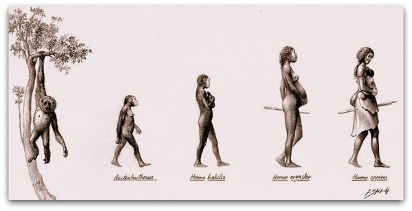 Bildergebnis für evolution sex