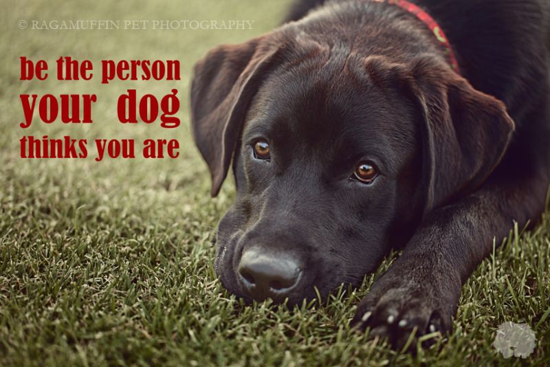 Thoughts for Thursday: be the person your dog thinks you are ...