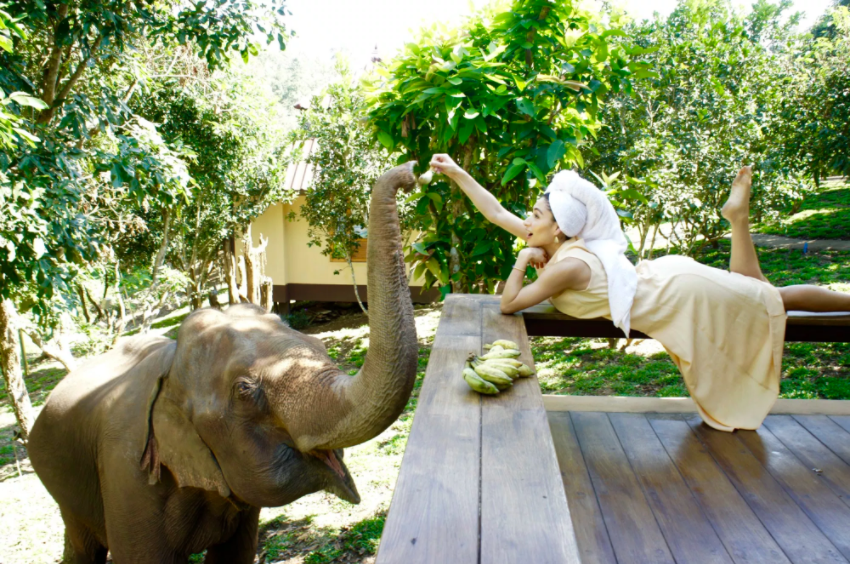 live at an Elephant sanctuary in Chiang Mai