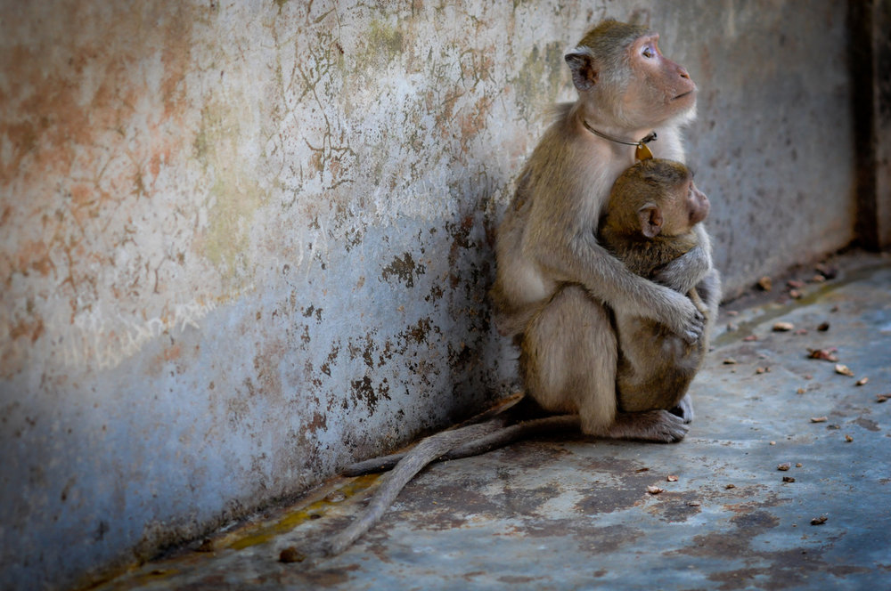 Animales - Naturaleza MacaqueBreeding_Laos_JMcArthur_2011_3266