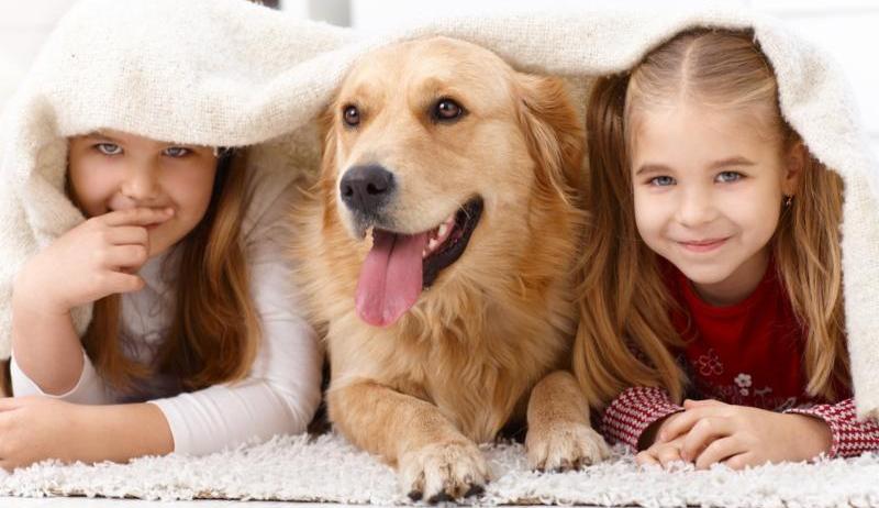 Pet Care in The Woodlands - Blog