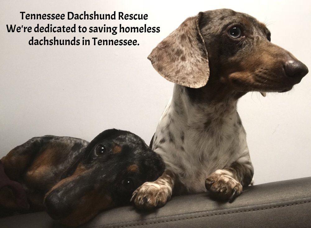 TN Dachshund Rescue