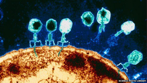 The little bubble-headed creatures sitting on that giant sun-like bacteria? Phages. They're the creepiest cutest things ever. You can see some of them injecting their DNA (or RNA) into the bacteria, like skinny blue poops.