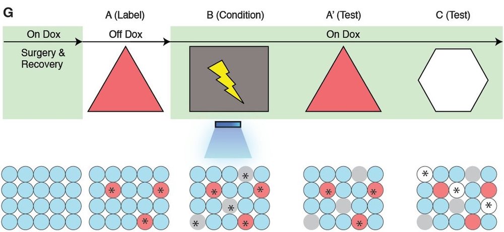 Green shades are when the animal is on the drug. Take the drug away, and some cells (red) becomes labeled with the light-sensitive protein. During fear conditioning in the red triangle room the memory is stored in the red cells (B), not the grey ones that encode for a different place. When scientists shine light on the red cells (B), the memory activates, even when the mouse is in a different room (grey square). Putting the mouse back into the original triangle room (A') also retrieves the memory, whereas putting the mouse into a third room (white hexagon) lables a different population of cells, and the mouse doesn't freeze. Ramirez, S., Liu, X., Lin, P., Suh, J., Pignatelli, M., Redondo, R., . . . Tonegawa, S. (2013). Creating a False Memory in the Hippocampus. Science, 341(6144), 387-391. 