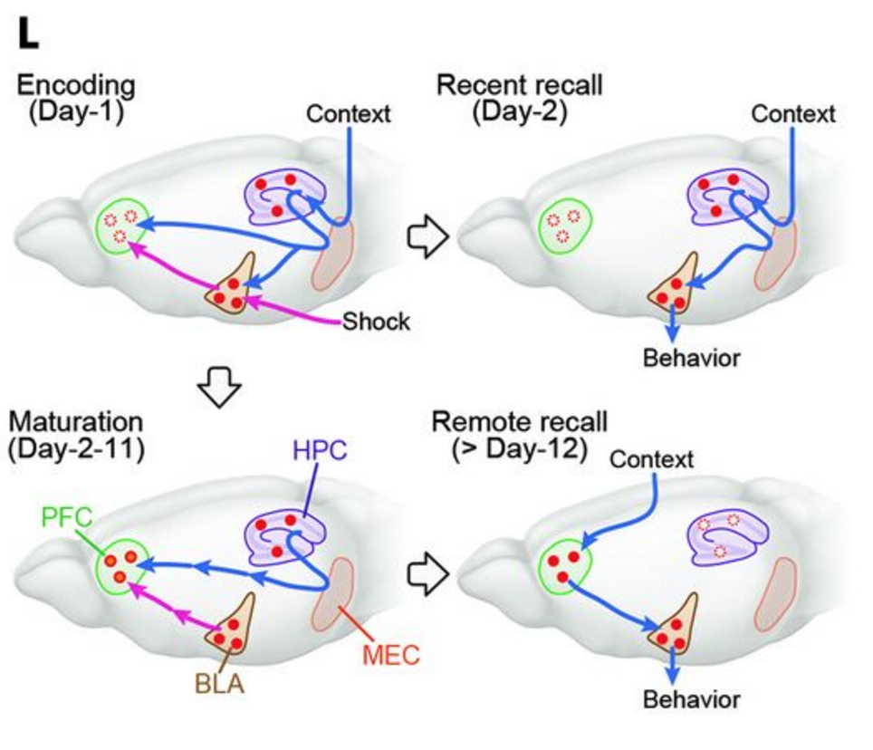 Brain hurtin'? Me too! Here's a nifty summary from Fig 4 of the paper. The PFC engram forms during training based on inputs from the hippocampus (HPC) and amygdala (BLA). Recent recall only requires the connections between the hippocampus and amygdala. As the PFC engram matures (with some help from the hippocampus), the connection between the PFC and amygdala becomes more dominant in retrieving the memory.