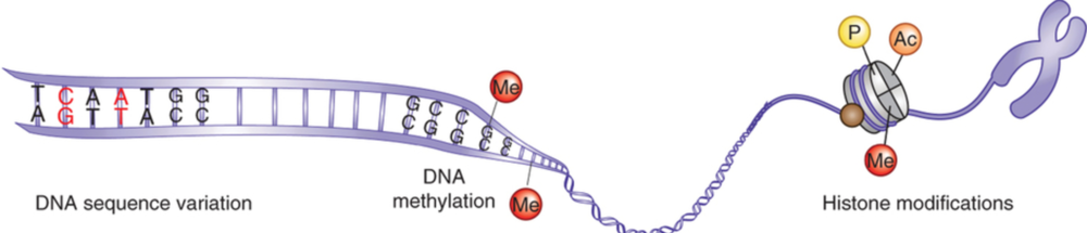 DNA string wraps around histone "bead", before condensing further. The histone "bead" can have multiple chemicals tagged onto it (P, Ac or Me), which in turn changes the expression of DNA wrapped around it. From Nature Neuroscience 17, 192–200 (2014) doi:10.1038/nn.3628.