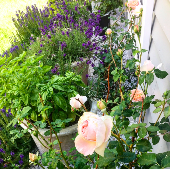 What's better than English roses, lavender, basil and rosemary? 