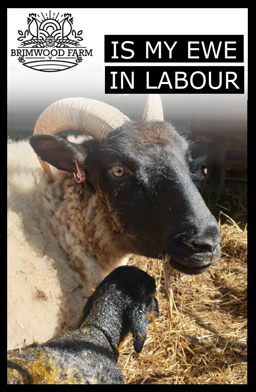 how to tell when a sheep is close to lambing