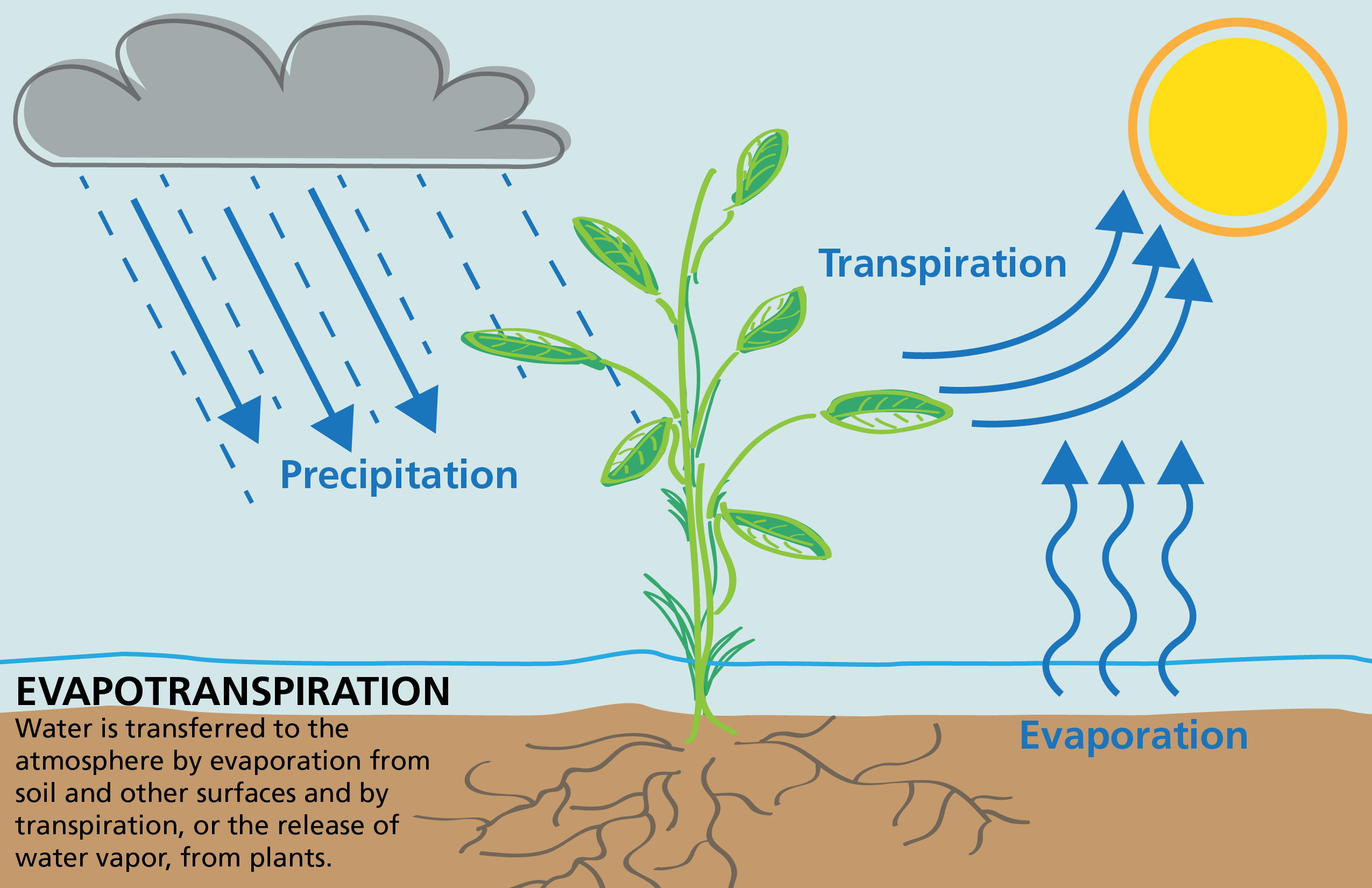 Испарение воды растениями транспирация. Схема транспирации растений. Транспирация устьица. Транспирация у растений.