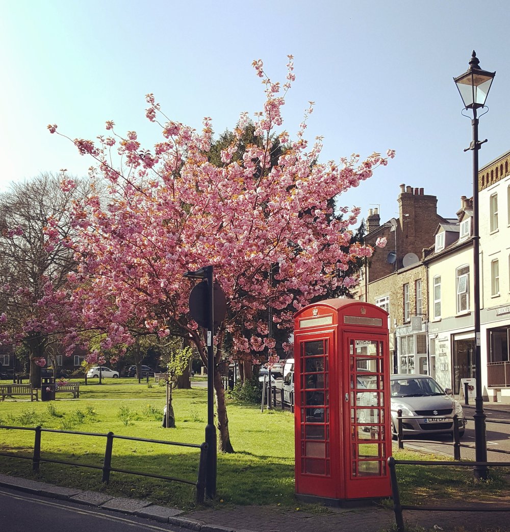  Cherry blossom on the Green (and a phone box that smells like the inside of a tramps's underpants). 