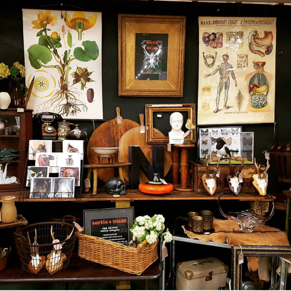  A cornucopia of curiosities will be coming with Caz to the Occasional Home Store 