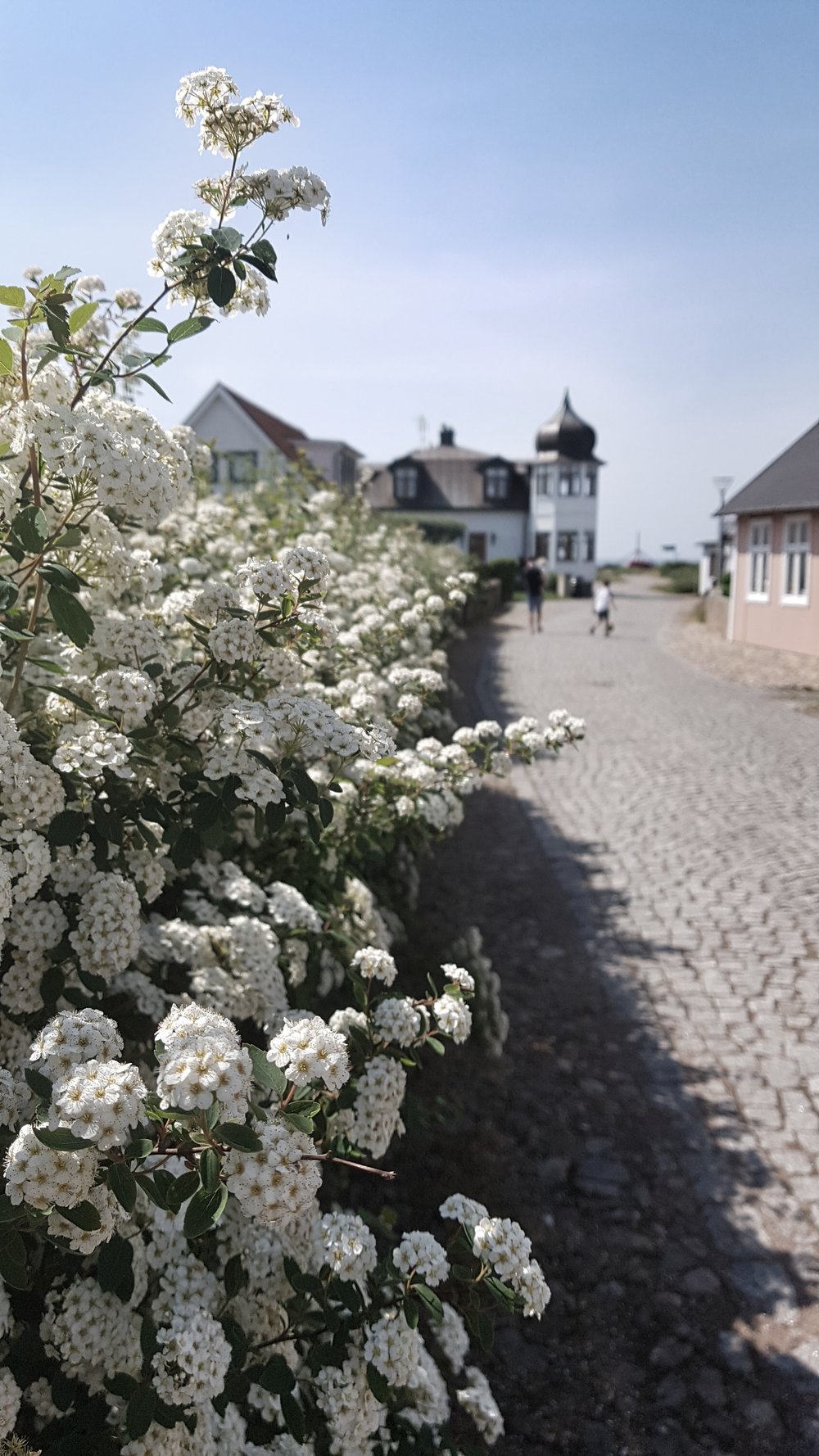  Exploring the gorgeous cobbled streets of Torekov 