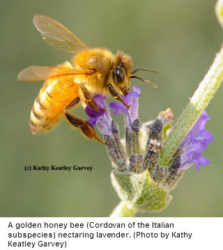Golden Honey Bee