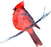bird icon.jpg