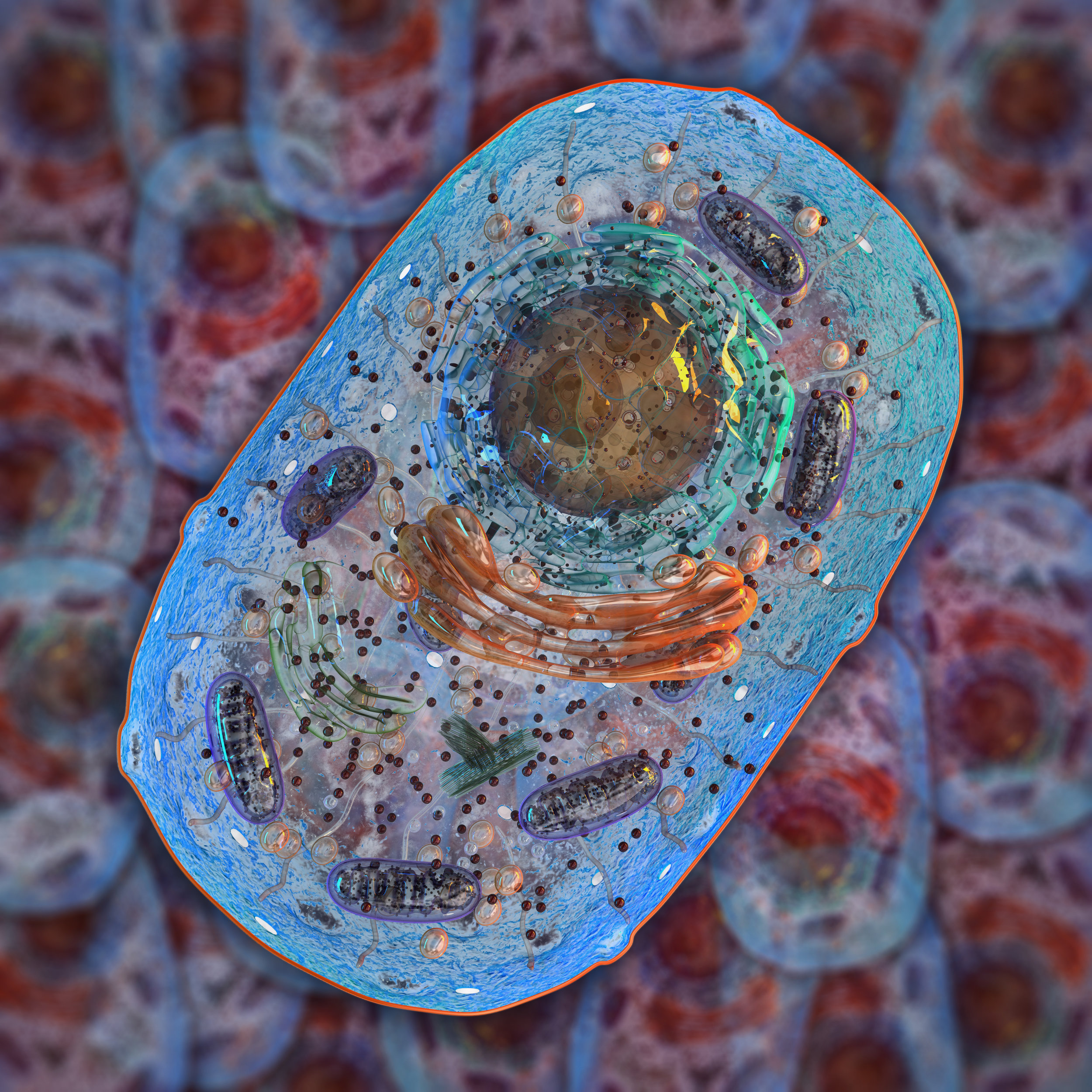  Healthy mitochondria are key to cellular energy 