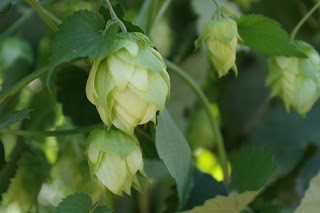 image courtesy Hop Growers of America
