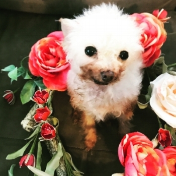 Chicken Senior Dog Teacup Poodle Chihuahua Adopt Don't Shop