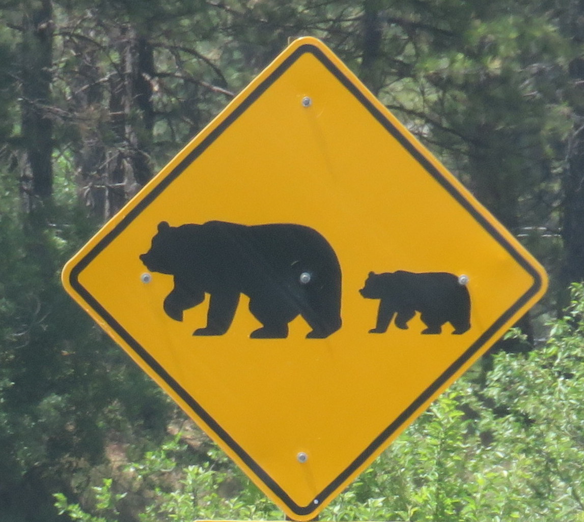 Beware the Bear - We're in Bear Country — Just a Little Further