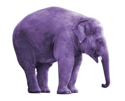 Image result for purple elephant