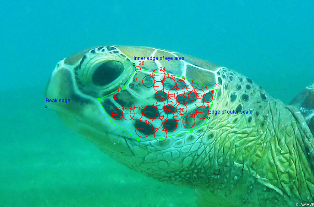 turtle-photo-ID-example-lamave-research-philippines