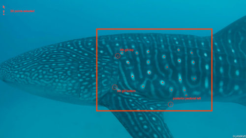 The photo- identification area used to identify individual whale sharks. Image: LAMAVE