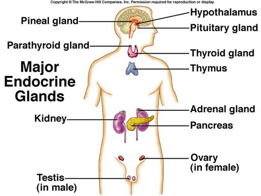 An Overview of the Adrenal Glands