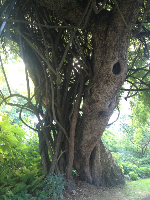 the trunk of the same tree; you can also see the thick canes of a climbing rose that grows up into it