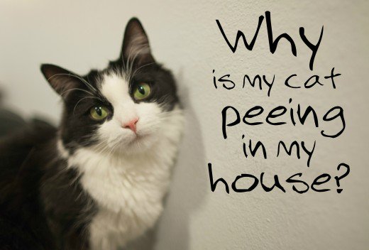 Inappropriate Urination: Why is My Cat Peeing ALL OVER My House?! — Southpoint Animal Hospital