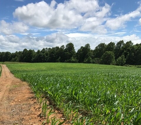  Sidewall compaction is causing nutrient deficiencies and the erratic appearance to this corn field. Photo courtesy Colby Guffey, UK ANR Extension Agent. 