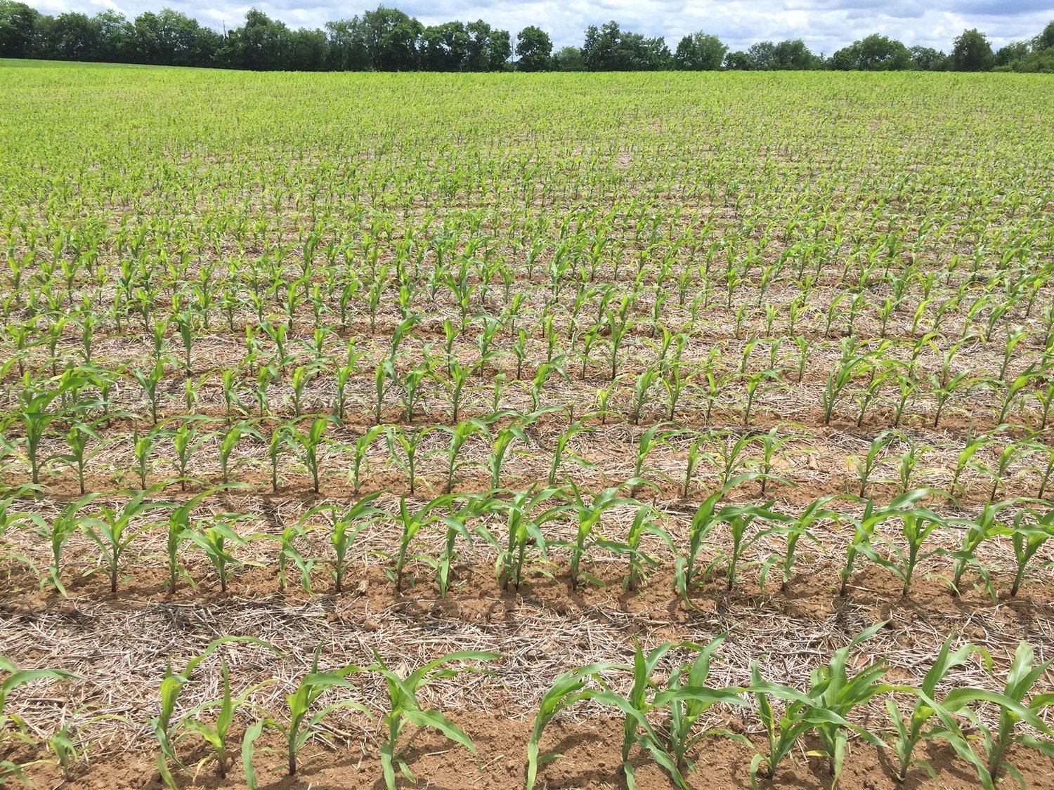  Corn seeded less than one-inch deep in is resulting in nutrient deficiencies in this field. With a little rain and sunshine, this field will grow out of problem in seven days. 