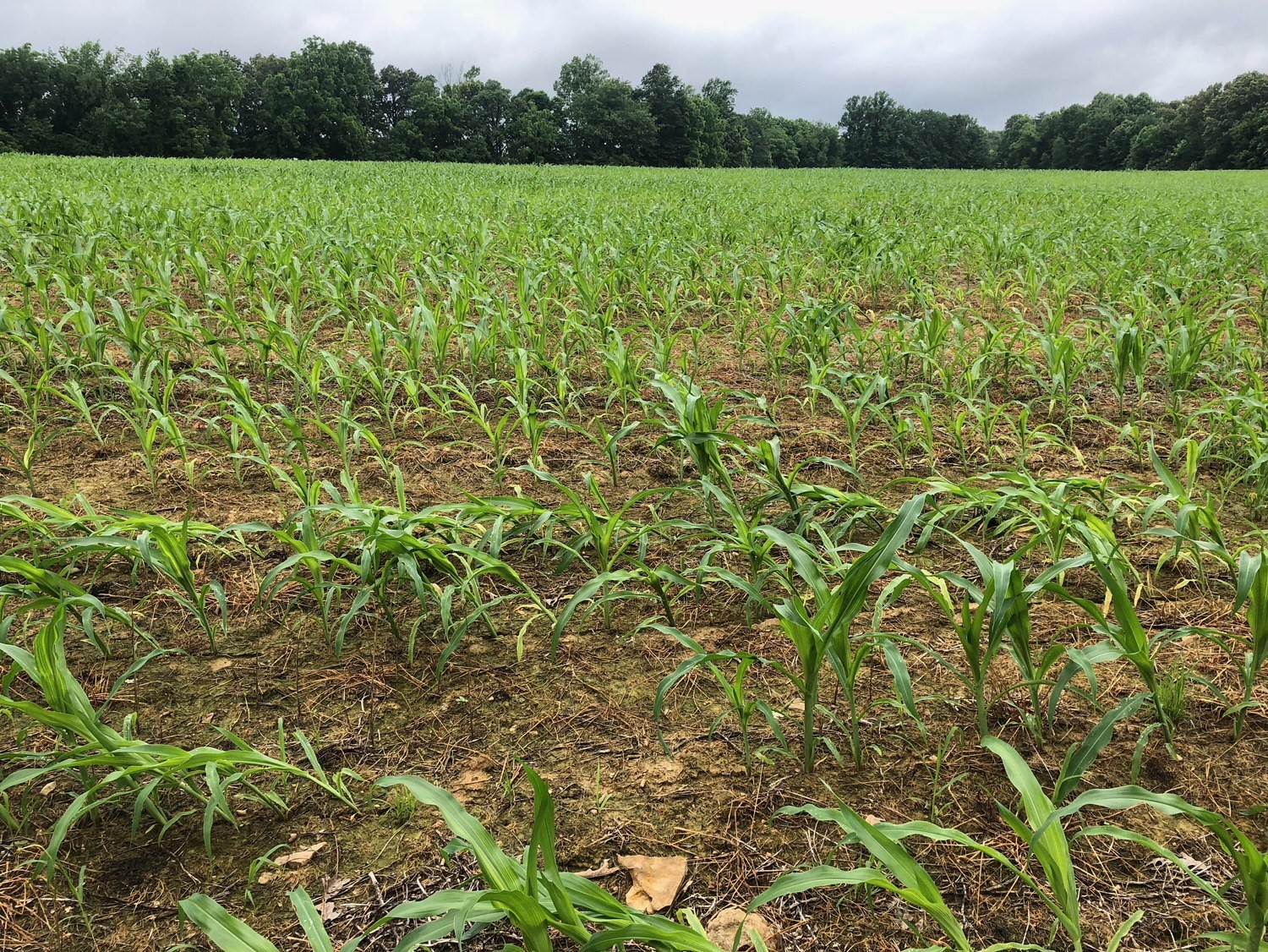  Corn flattened from the storm system Alberto should recover if the stems are not broken. Photo courtesy of Will Stallard, UK ANR Extension Agent. 