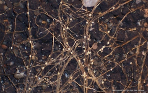 Figure 1. Females of the soybean cyst nematode (white to yellow-colored oval shaped objects attached to roots) infecting soybean roots. (Photo: Dr. Greg Tylka, Iowa State University)
