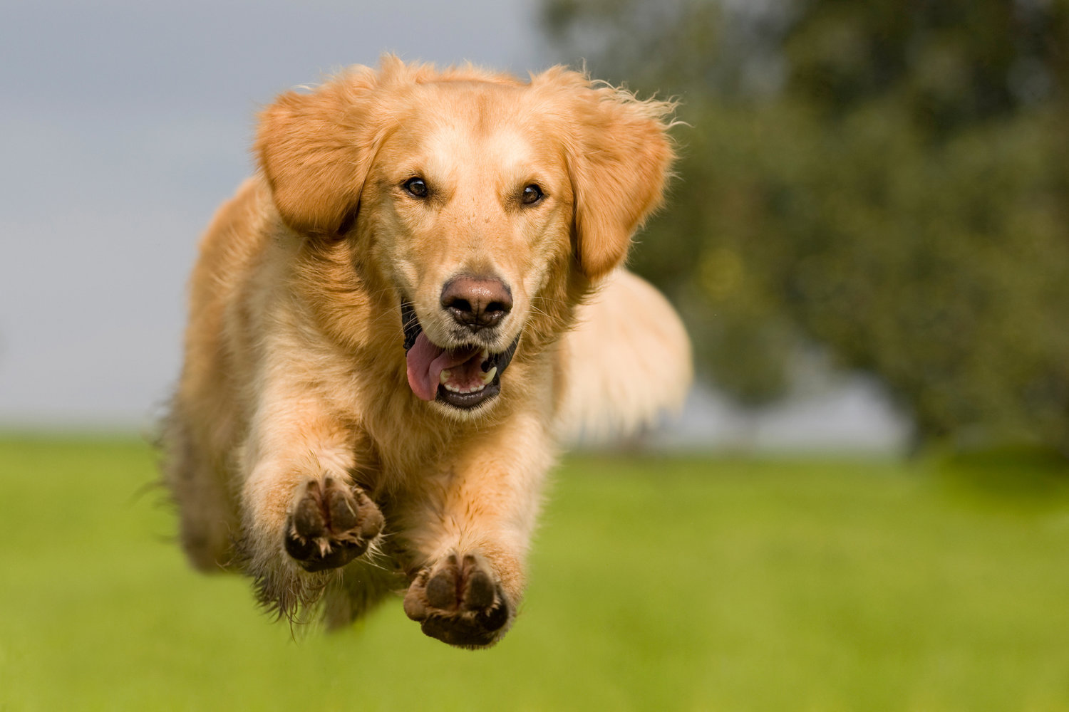 Image result for running dog