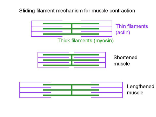 explain the process of muscle contraction
