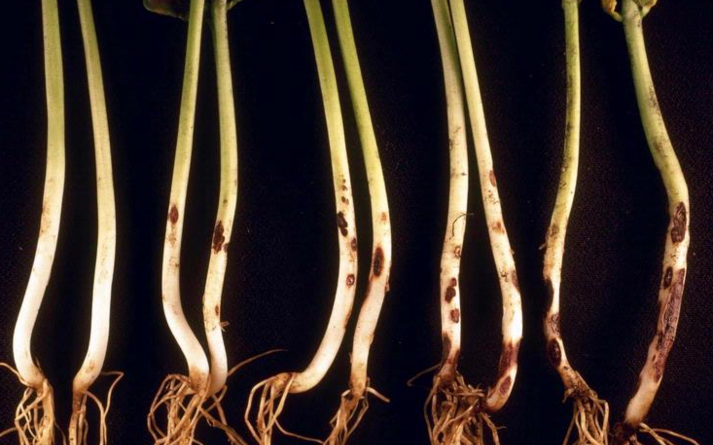   Rhizoctonia  infecting roots and shoots of common bean.&nbsp; 