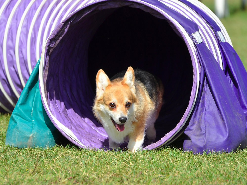 Agility Equipment Class Registration — Calling All Dogs