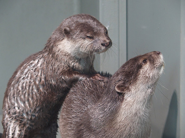 Otter+Gives+His+Friend+a+Backrub.jpg?for