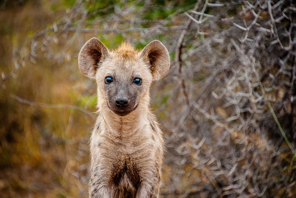 hyena social structure