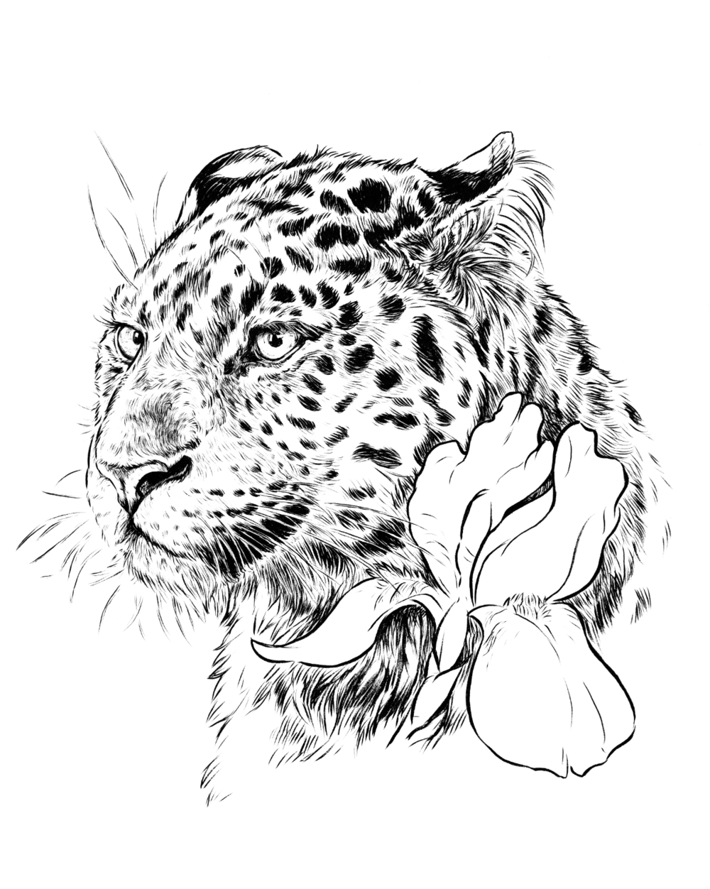 Amur Leopard - print — Kate Kennedy Art